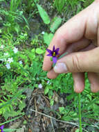 Image of Idaho blue-eyed grass