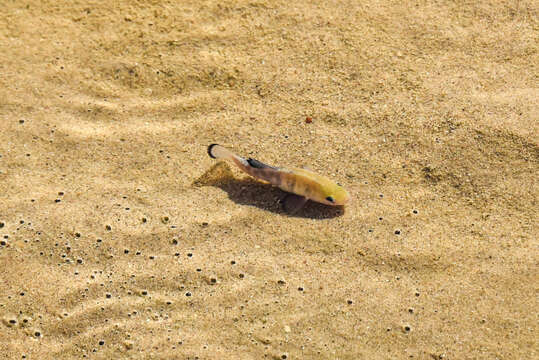 Image of Cottonball Marsh Pupfish