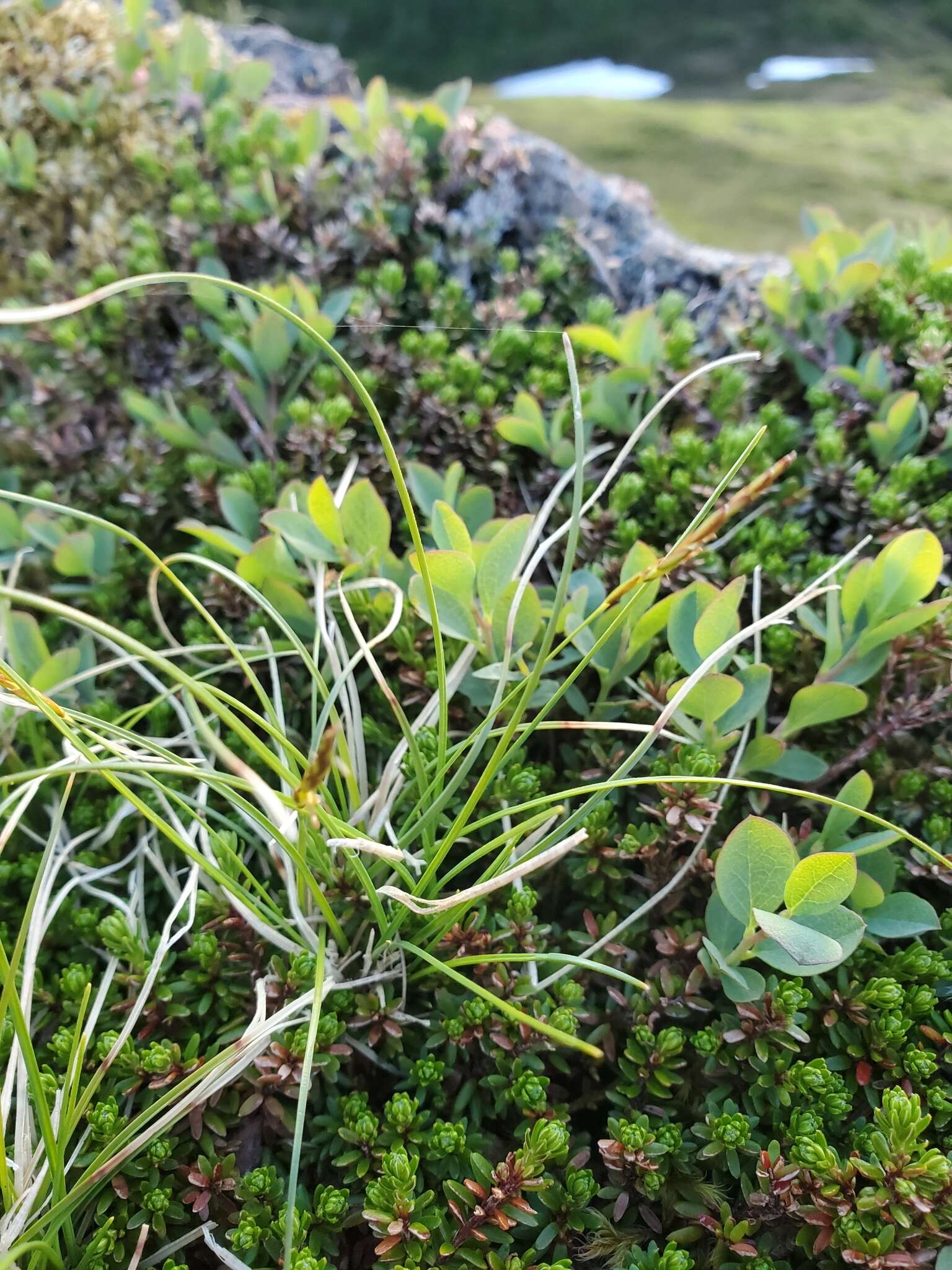 Слика од Carex anthoxanthea J. Presl & C. Presl