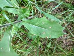 Image of wig knapweed