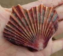 Leopecten Masuda 1971 resmi