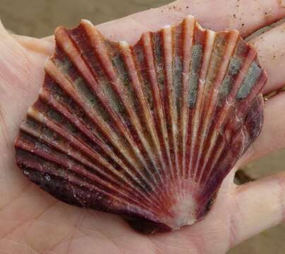 Image of Leopecten Masuda 1971