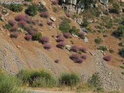 Image of Centranthus longiflorus Stev.