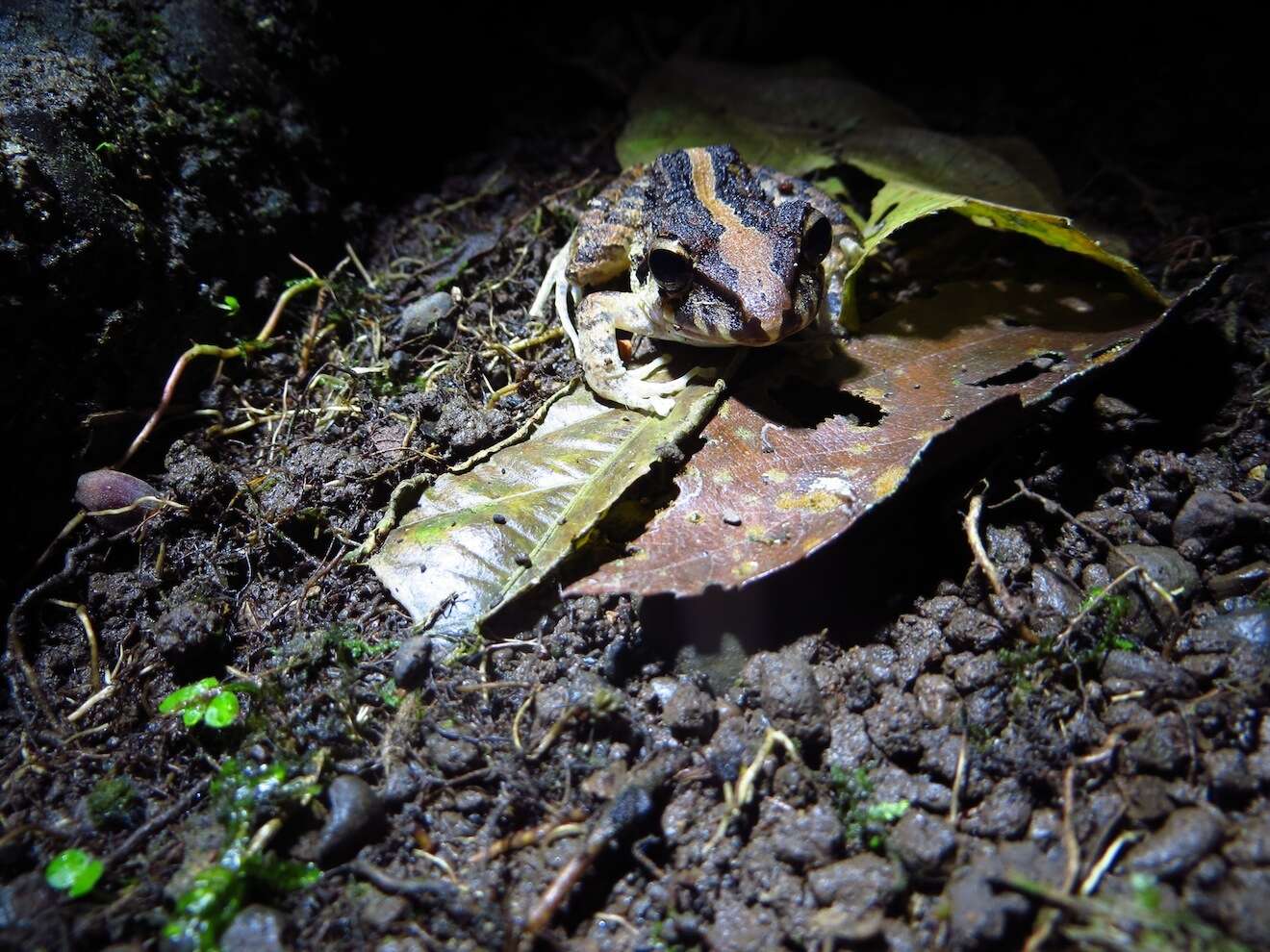 Image of Fitzinger's Robber Frog