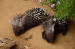 Image de Hystrix subgen. Hystrix Linnaeus 1758