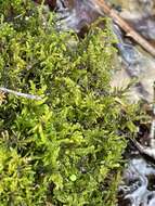 Image of palustriella moss