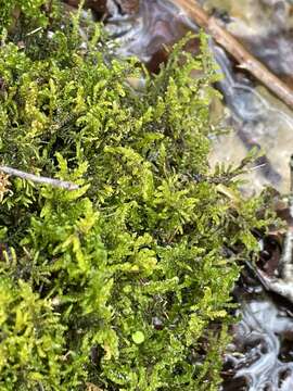 Image of palustriella moss