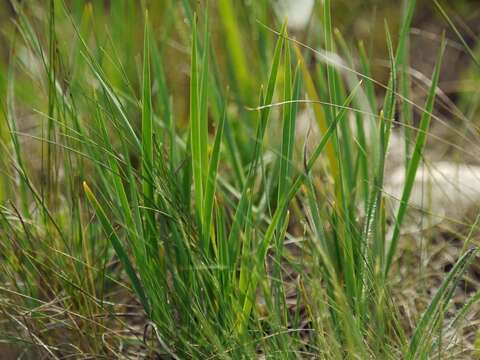 Plancia ëd Iris pontica Zapal.