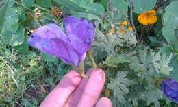 Image of Hibiscus huegelii Endl.