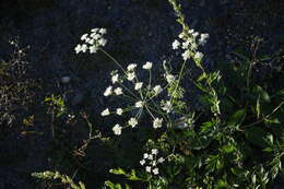 Imagem de Astrodaucus orientalis (L.) Drude