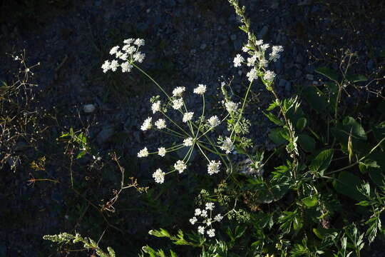 Image of Astrodaucus orientalis (L.) Drude