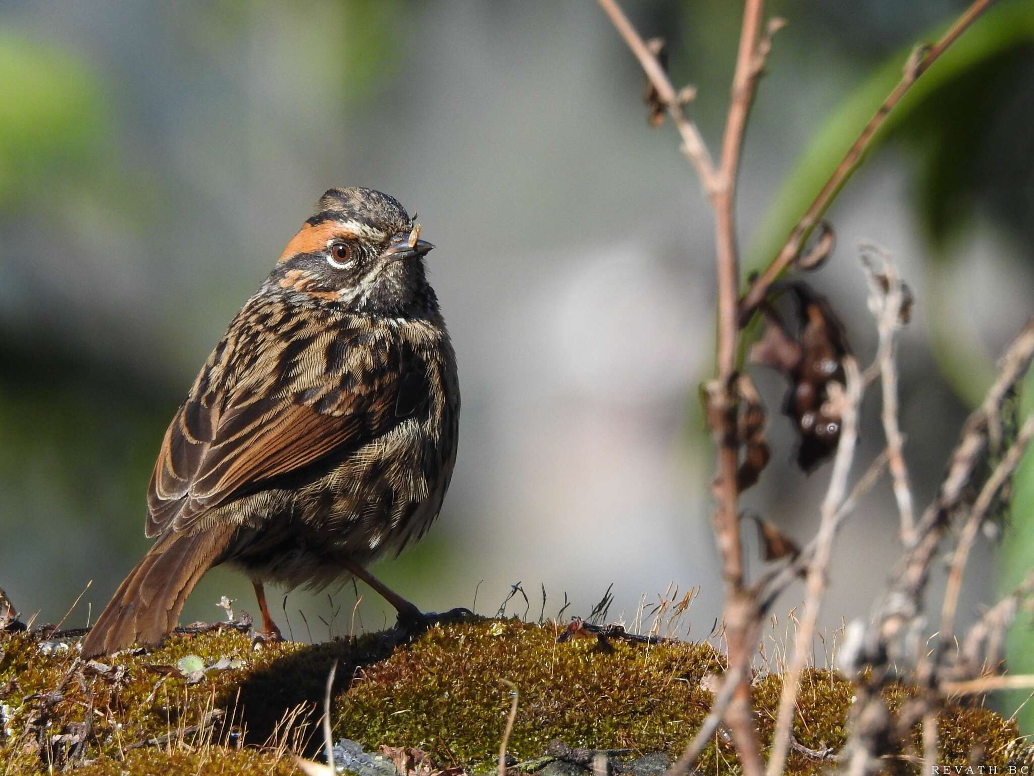 Image of Rufous-breasted Accentor