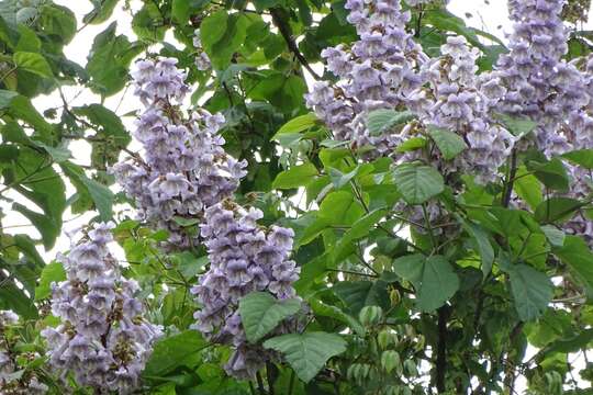 Слика од Paulownia taiwaniana T. W. Hu & H. J. Chang