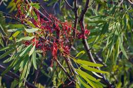 Image of Grevillea heliosperma R. Br.