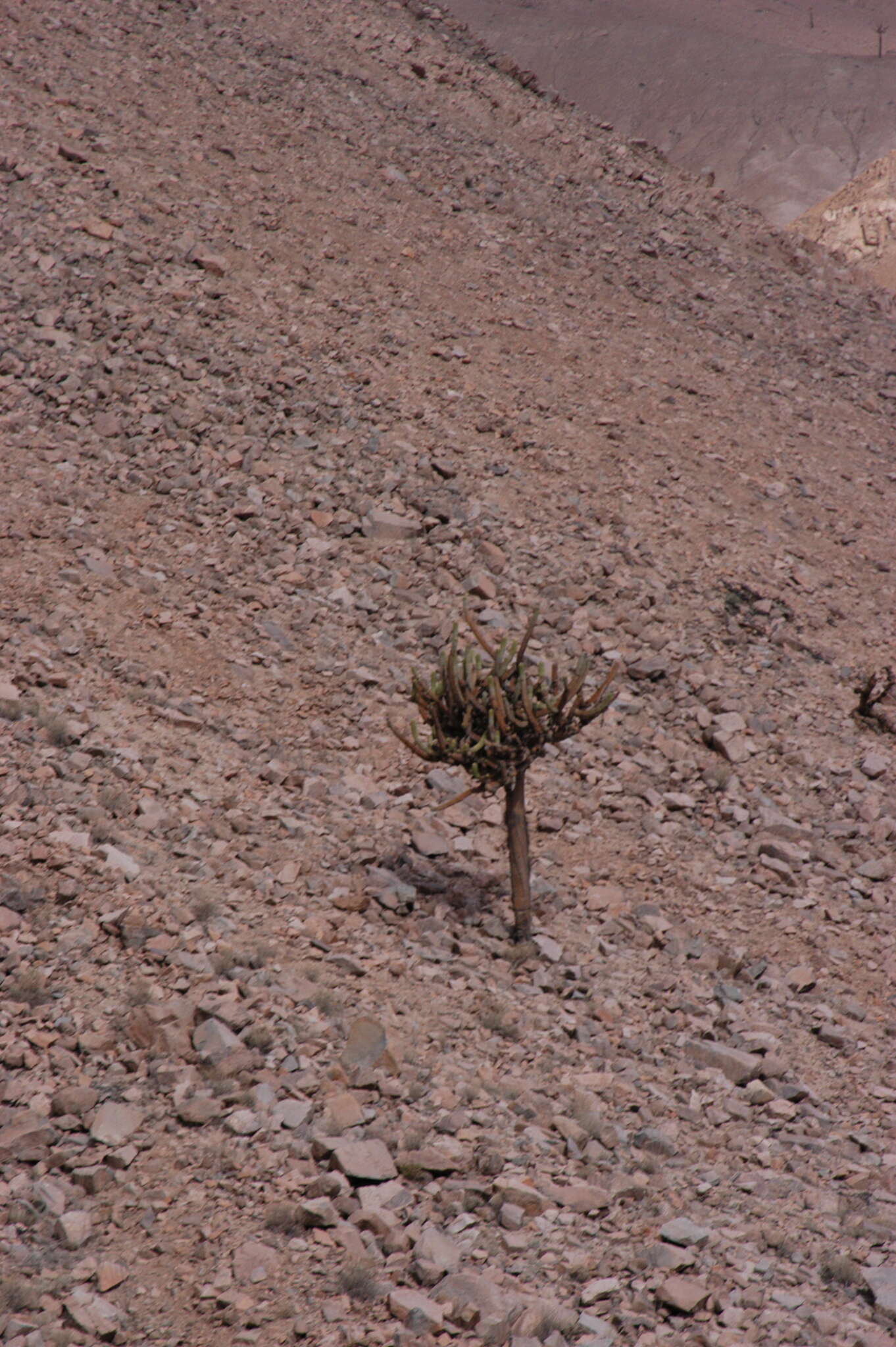 Image of Browningia candelaris (Meyen) Britton & Rose