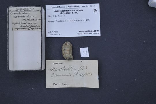 Image of <i>Acanthochitona fascicularis</i> (Linnaeus 1767)