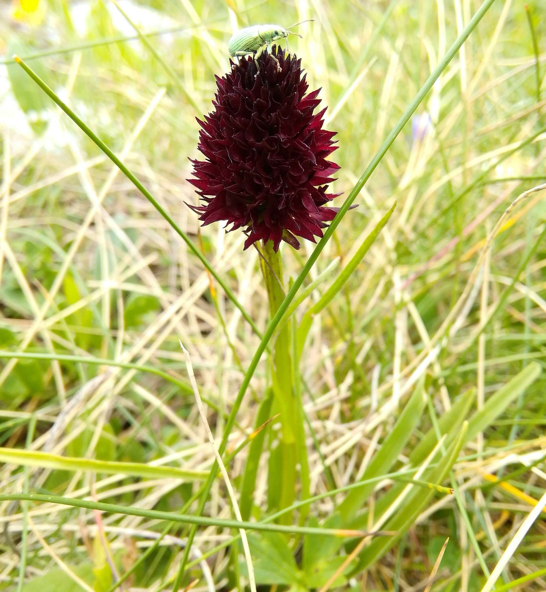 صورة Gymnadenia rhellicani (Teppner & E. Klein) Teppner & E. Klein