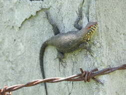 Imagem de Sceloporus pyrocephalus Cope 1864