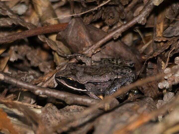 Image of Wood Frog