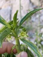 Image of Sonoran silverbush