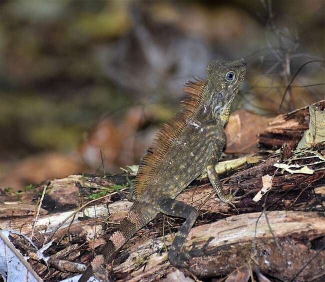 صورة Gonocephalus bornensis (Schlegel 1851)