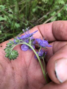 Phacelia maculata Wood的圖片