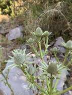 Image of Eryngium alternatum Coult. & N. E. Rose