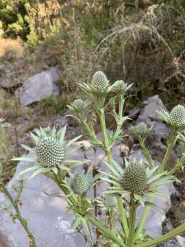 Imagem de Eryngium alternatum Coult. & N. E. Rose