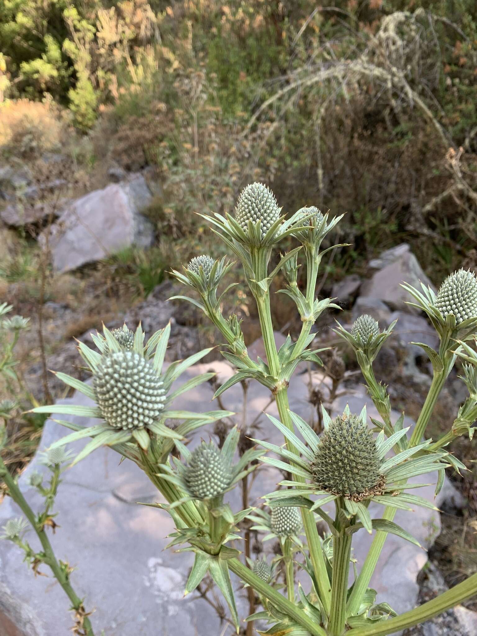 Image of Eryngium alternatum Coult. & N. E. Rose