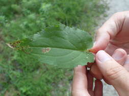 Image of Ophiomyia carolinensis Spencer 1986