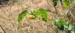 Image of Abutilon austroafricanum Hochr.