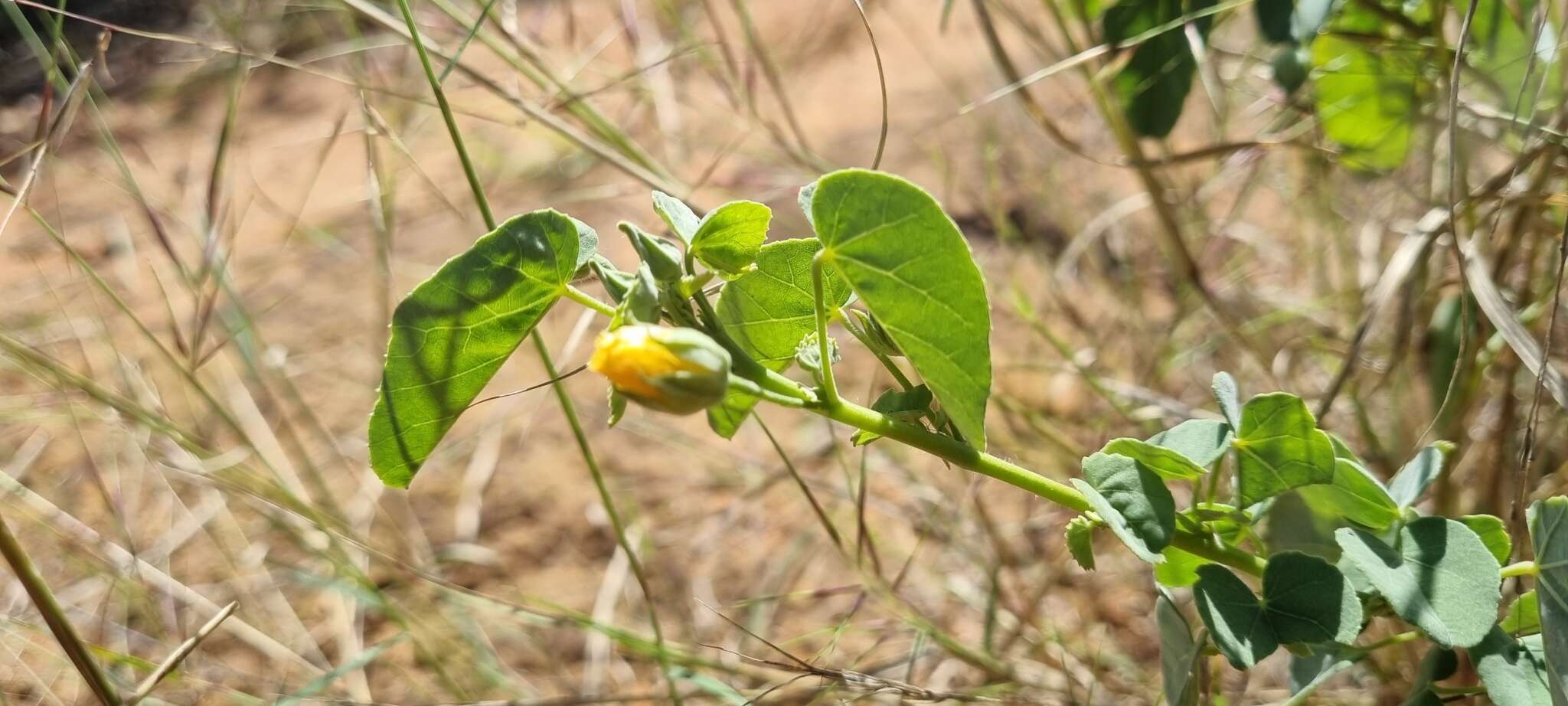 Image of Abutilon austroafricanum Hochr.