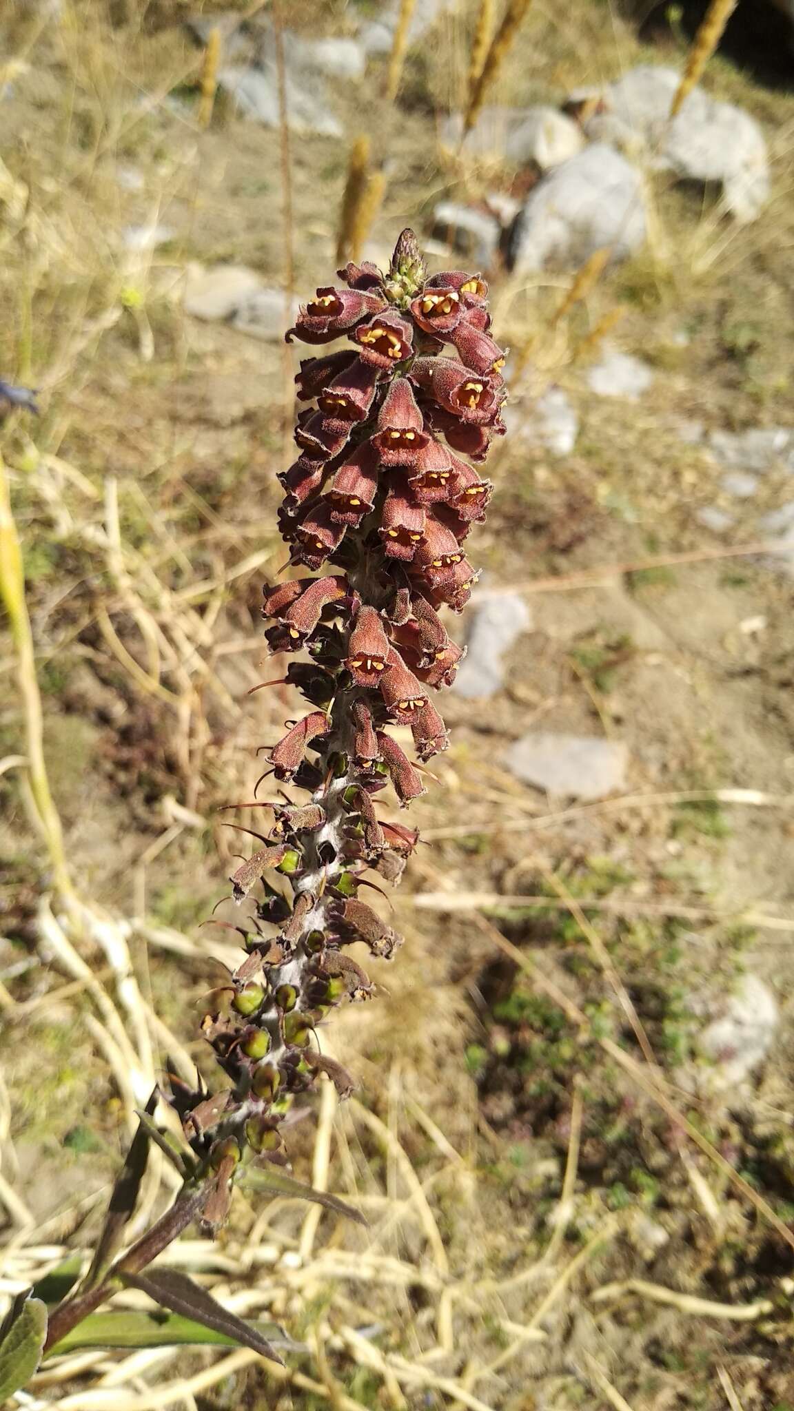 Image of Portuguese Foxglove