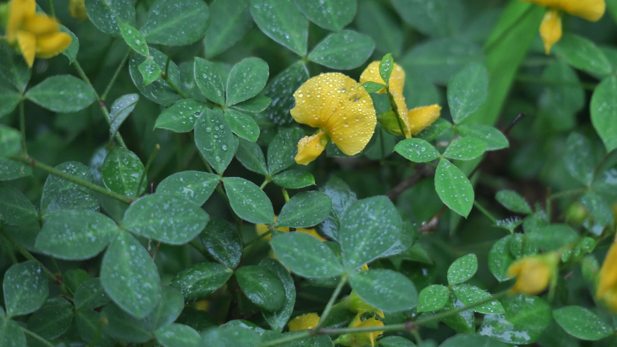 Слика од Argyrolobium tomentosum (Andrews) Druce