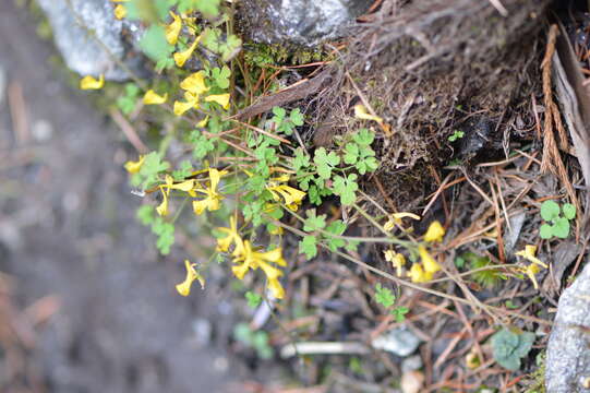 Image of Corydalis casimiriana Duthie & Prain