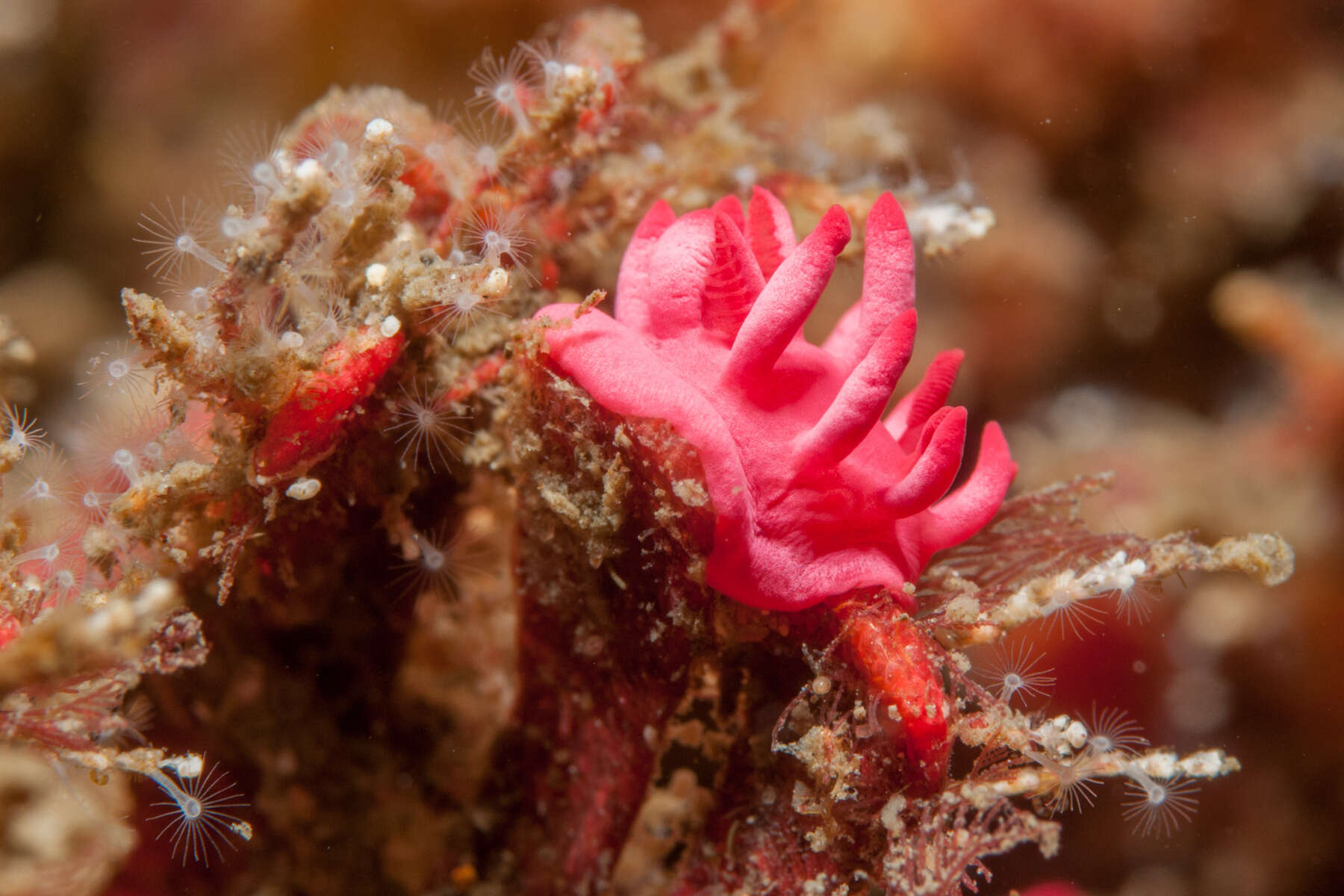 Plancia ëd Okenia atkinsonorum Rudman 2007