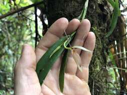 Image of Pleurothallis nuda (Klotzsch) Rchb. fil.