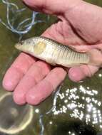 Image of Longnose Killifish