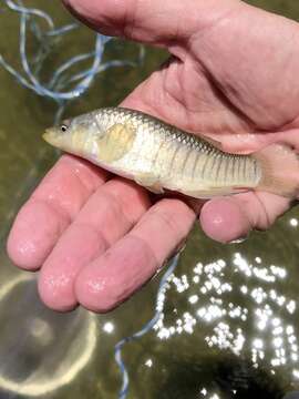 Image de Fundulus similis (Baird & Girard 1853)