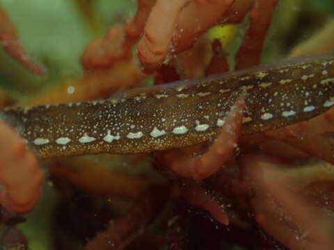 Image of Lesser Pipefish