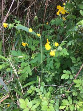 Sivun Chelidonium asiaticum (Hara) A. Krahulcová kuva