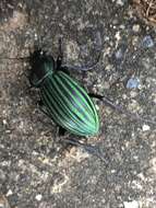 Imagem de Calosoma (Blaptosoma) viridisulcatum Chaudoir 1863