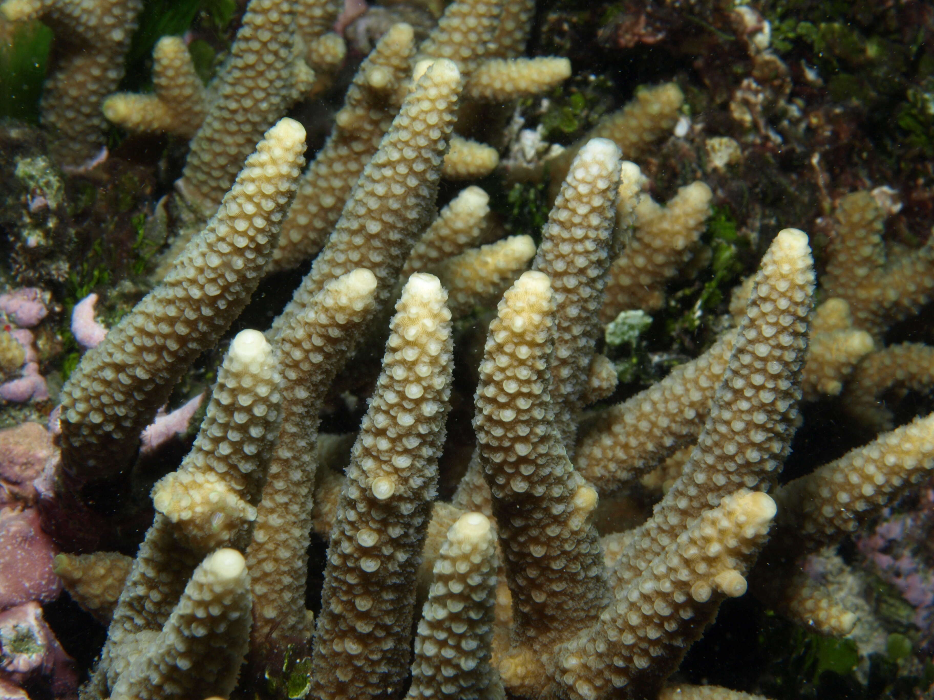 Sivun Acropora pulchra (Brook 1891) kuva