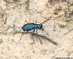 Plancia ëd Cicindela (Cicindelidia) rufiventris cumatilis Le Conte 1851