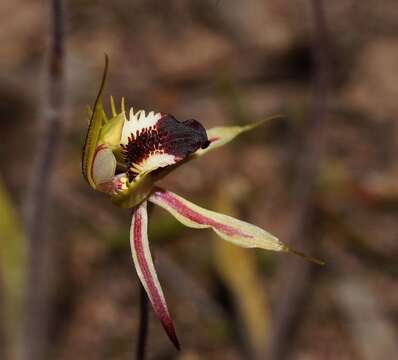 Image of Upright spider orchid