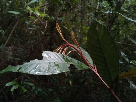 Image of Chrysophyllum boivinianum (Pierre) Baehni