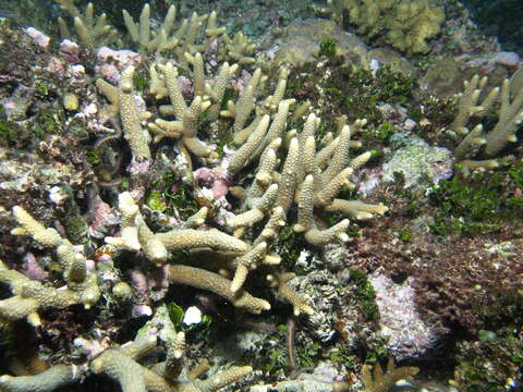 Sivun Acropora pulchra (Brook 1891) kuva