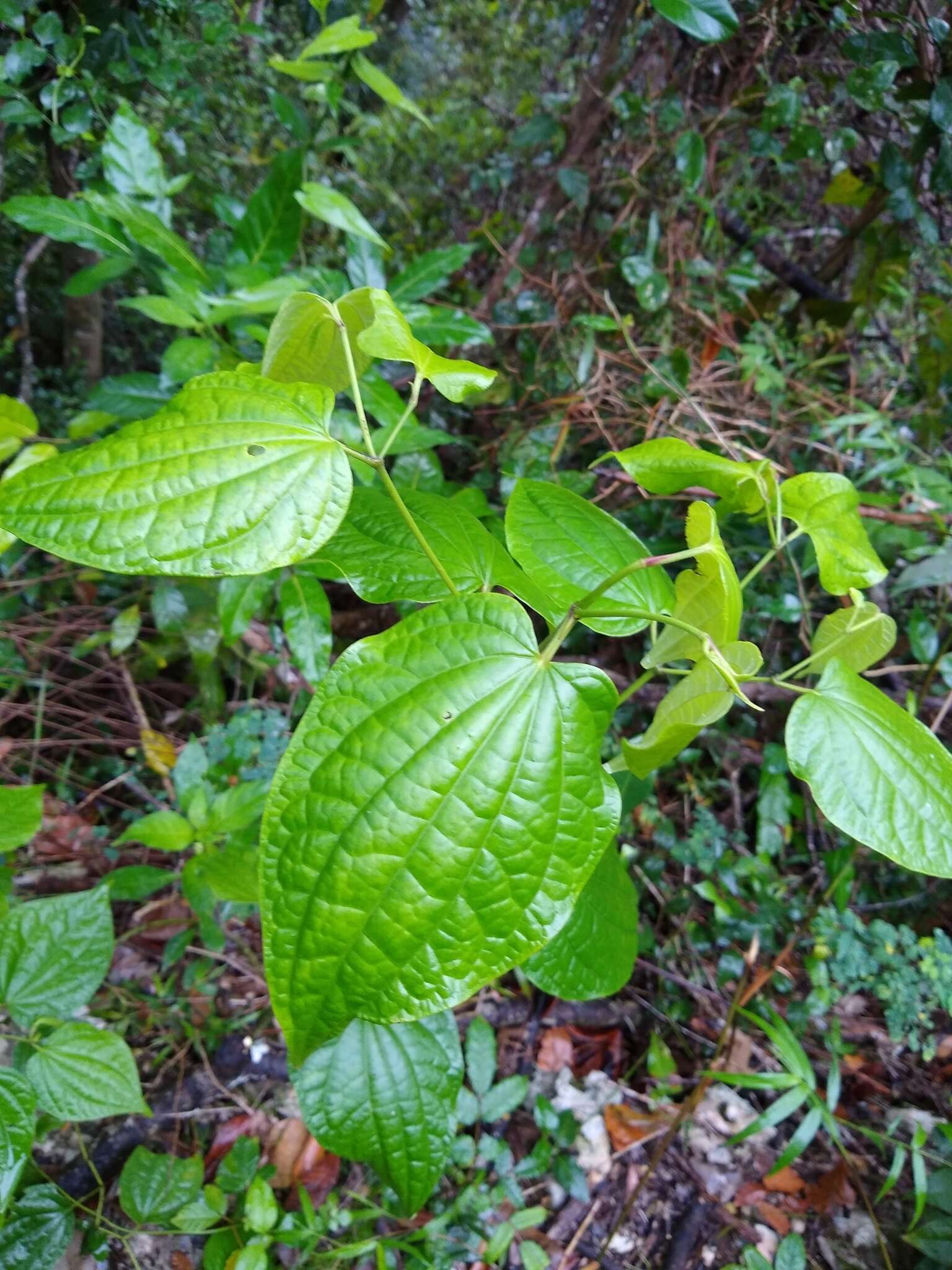 Image de Piper marginatum Jacq.