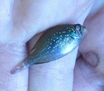 Image of Bluespotted Sunfish