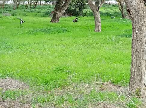 Image of spur-winged lapwing